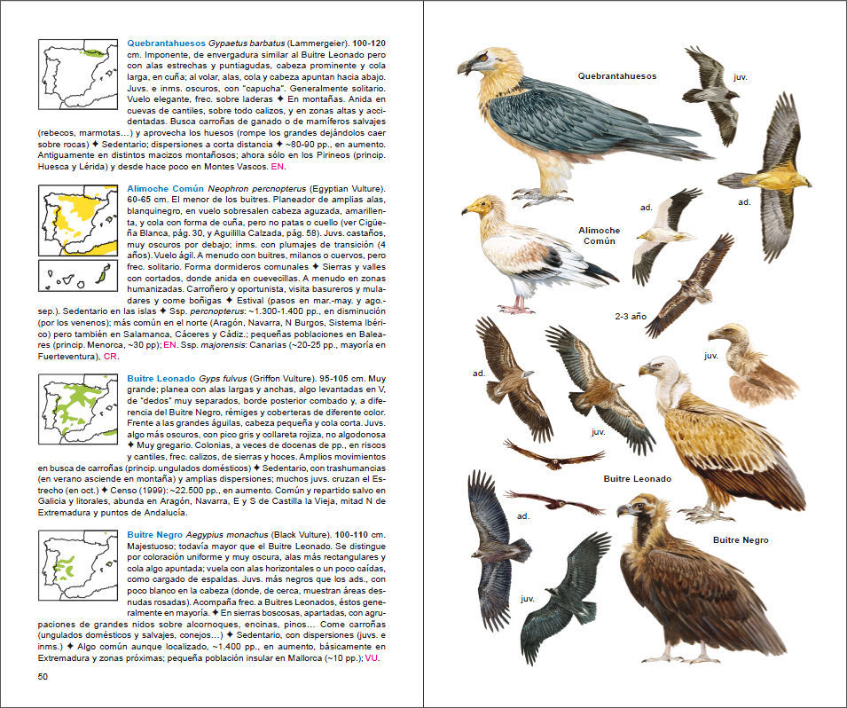 Sample page of Aves de España Aves de España sample page